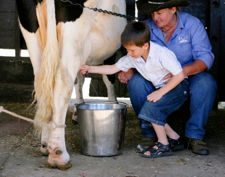 Cow-milking- Farm Stay Camping Australia